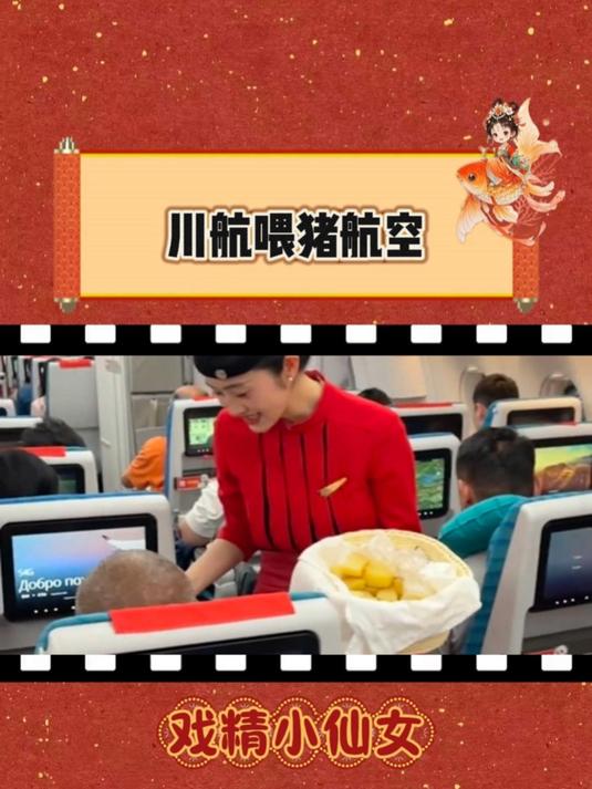 川航喂猪航空