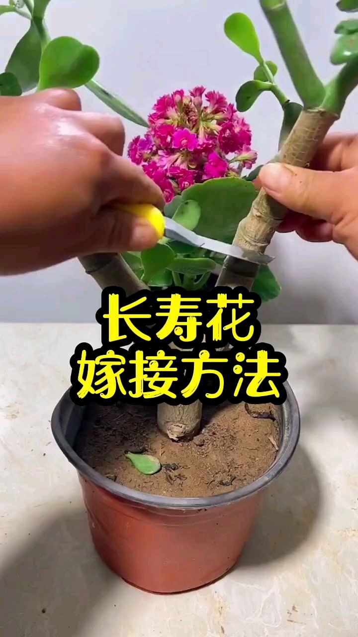 长寿花嫁接方法