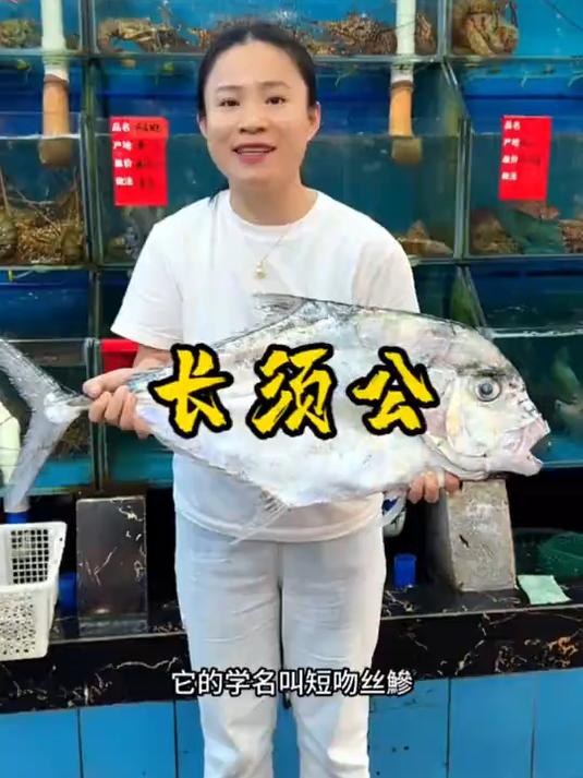 可遇不可求的白鱼,只有野生没有养殖