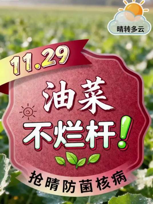11月29日速喷!油菜防烂杆!