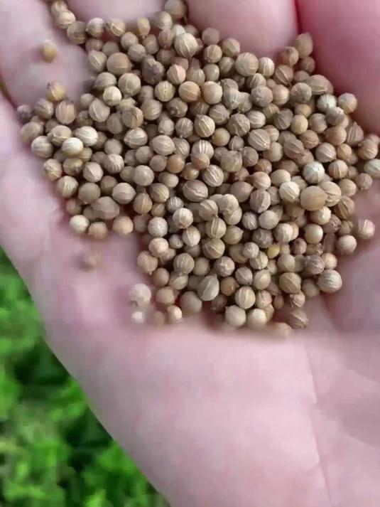 风味一绝小叶香菜种,赶紧下单种