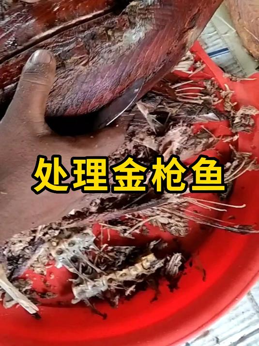 处理金枪鱼,需要手工剔除鱼刺!