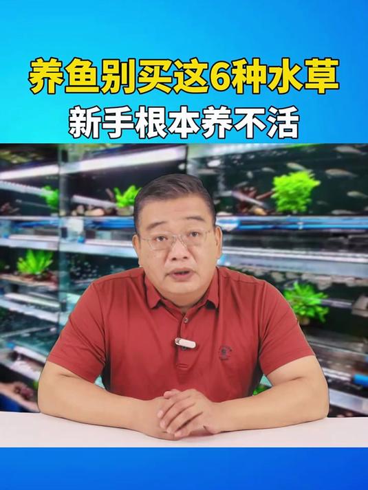 懒人水草，水罗兰坨草，越养越绿！#养鱼##鱼缸##鱼缸造景#