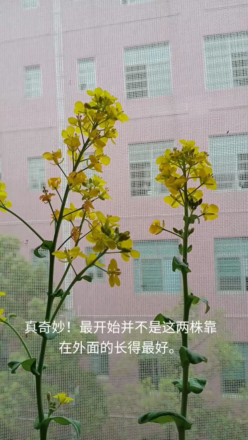 白菜花之春日太阳天里一冲刺,就有后起之秀了