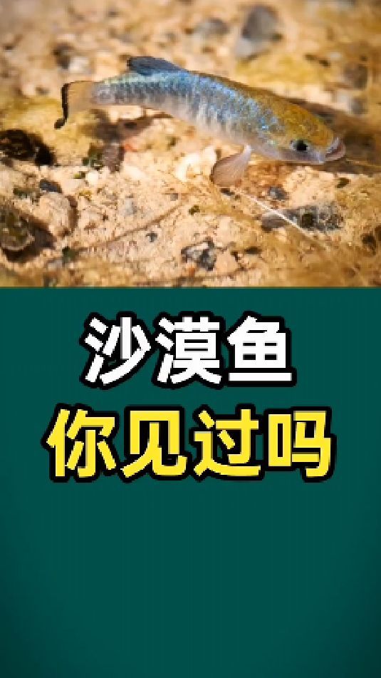沙漠鱼,你见过吗?