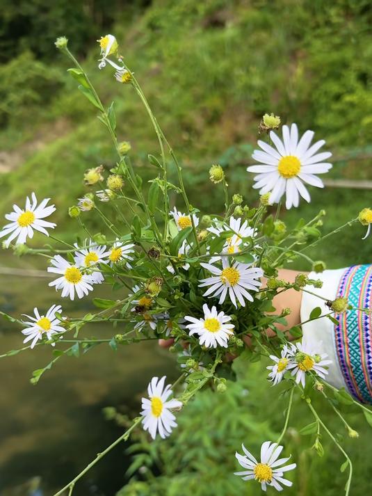 马兰头你吃过吗 路边的野菜马兰头就是中药马兰,价值可不小哦
