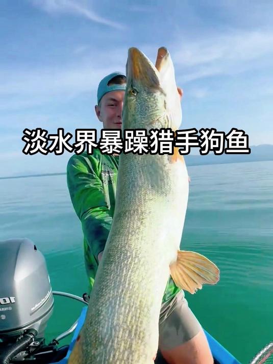 淡水界暴躁猎手狗鱼