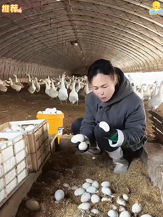 鹅蛋便宜卖了不图赚钱就图快散养土鹅蛋