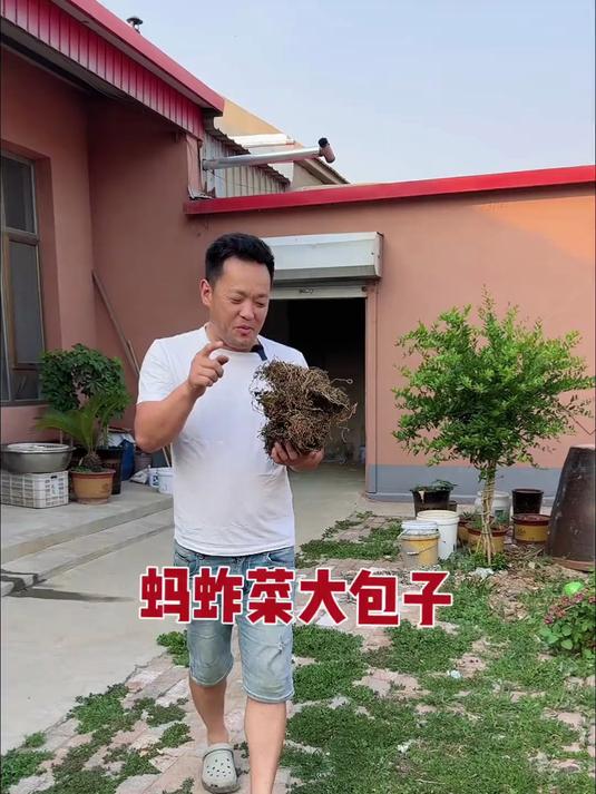 蚂蚱菜包子真带劲啊