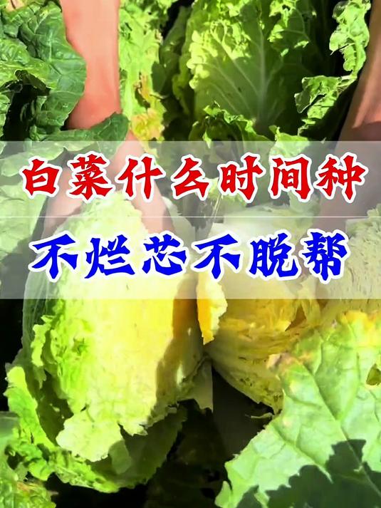 白菜什么时候种不烂芯不脱帮