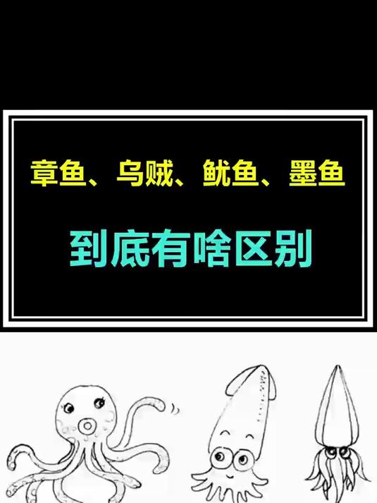 章鱼、乌贼、鱿鱼、墨鱼到底有什么区别?