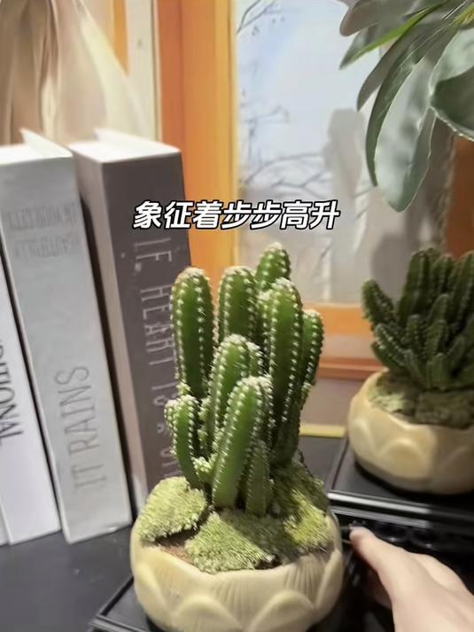 万重山仙人掌,像绿色山峦矗立,易存活,为环境增添生机!
