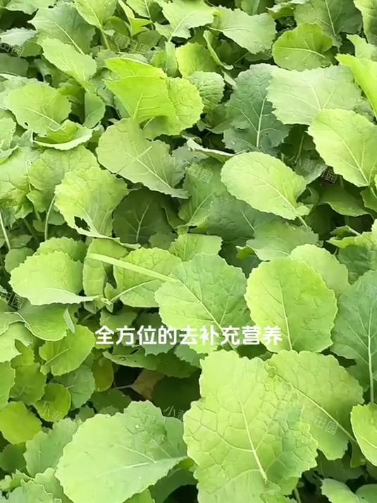 油菜粒粒饱,油菜高产专用肥,生根壮苗,促进花芽分化!