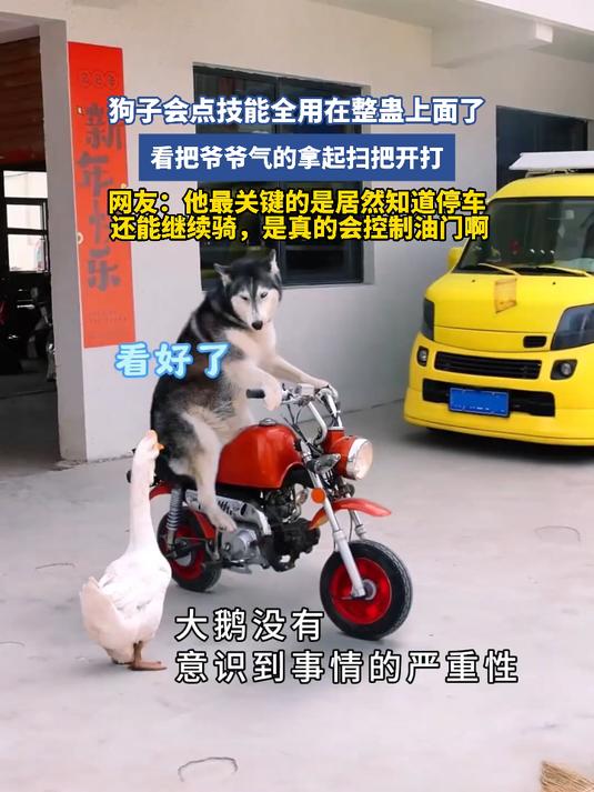 狗子会点技能全用在整蛊上面了
