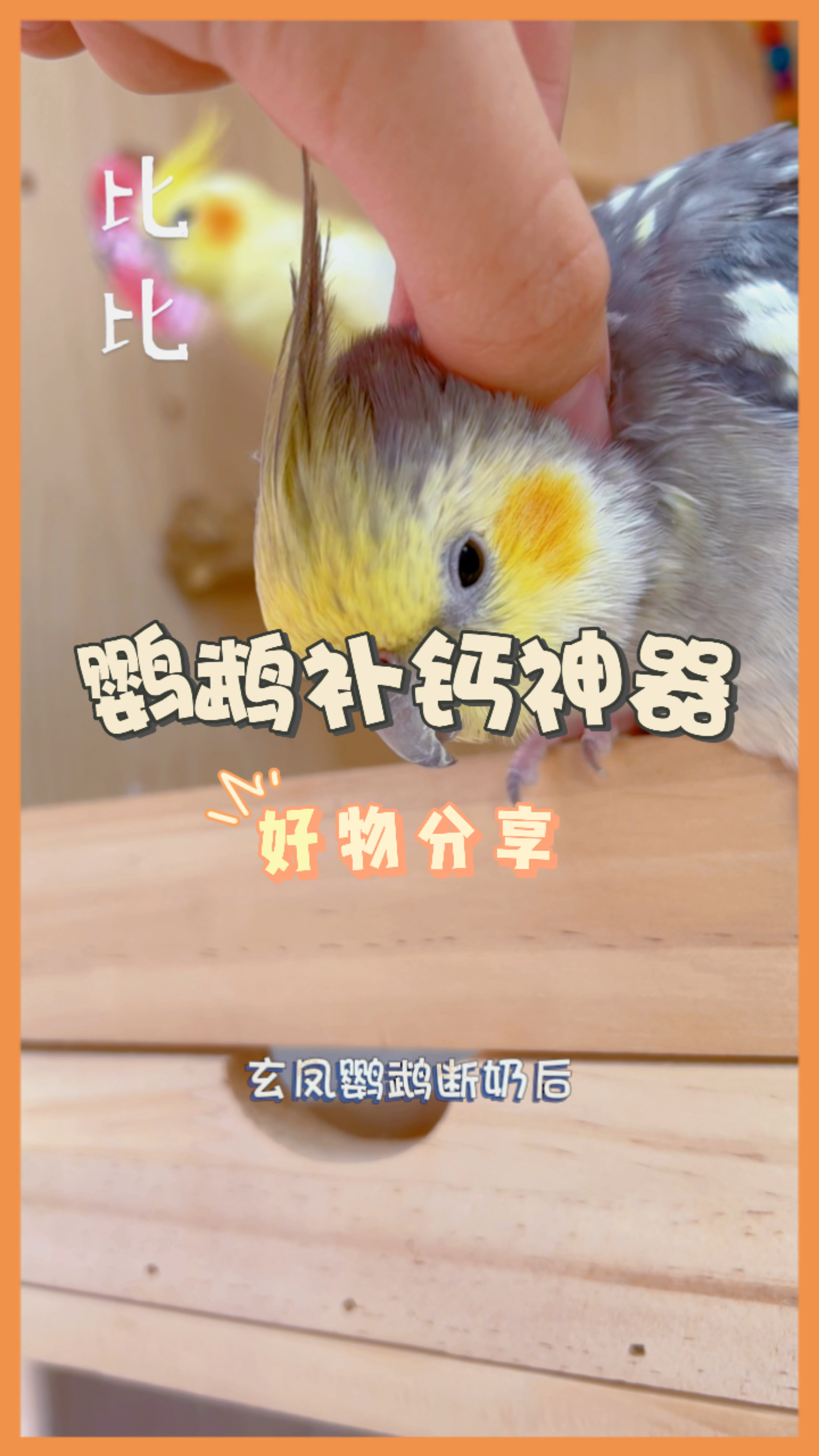 鹦鹉补钙用什么好？墨鱼骨粉值得你信赖