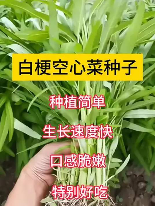 白梗柳叶空心菜 种植超简单 阳台小院都能长 口感还特棒