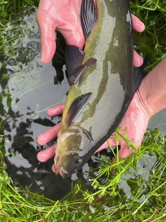 能通过皮肤呼吸的丁桂鱼来了#水产养殖#四大家鱼#三农#高密度养殖