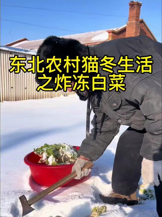 东北的冻白菜甜滋滋的,蘸酱吃太好吃了,冬天吃起来别有一番风味