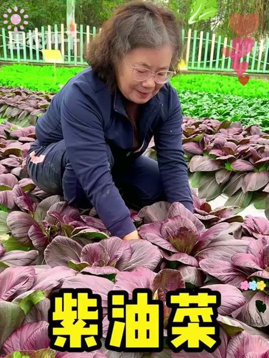 家庭种植紫罗兰小青菜,易种营养高,一月就能吃