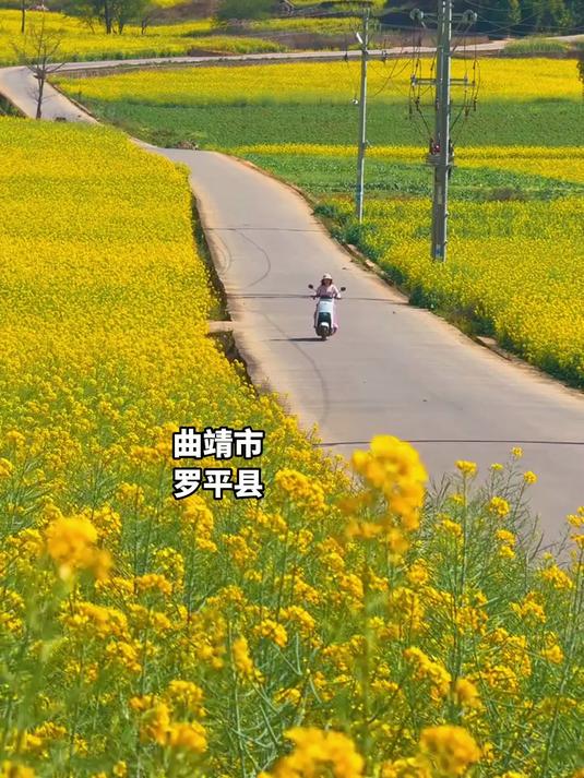罗平百万亩油菜花海,你不身临其境永远不知道它有多美