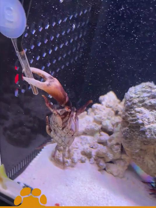 螳螂虾出拳凶横无比，几回合就把螃蟹大卸八块