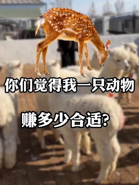 卖一只动物攥多少钱