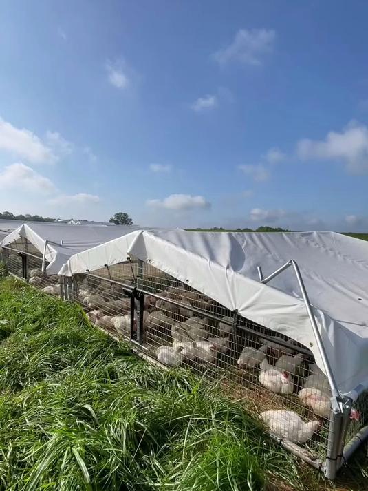 草地养鸡的优势,鸡群健康,环境友好