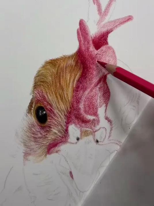 如何用彩铅画大公鸡