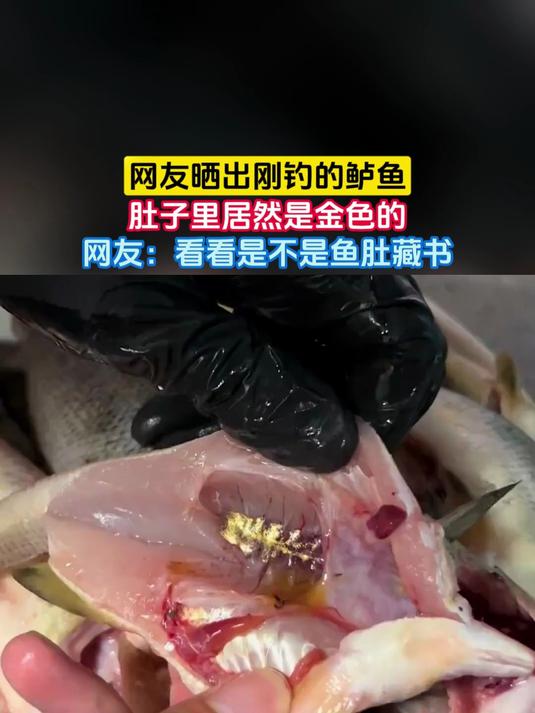 网友晒出刚钓的鲈鱼,肚子里居然是金色的,网友:看看是不是鱼肚藏书