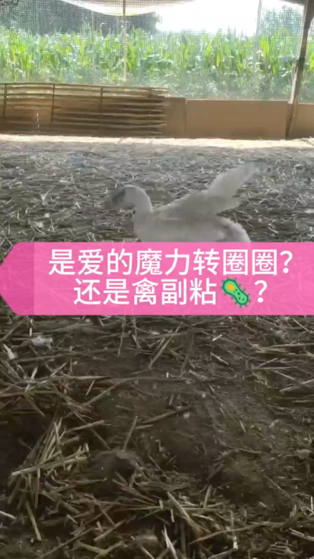 水禽鸭鹅副黏病毒病