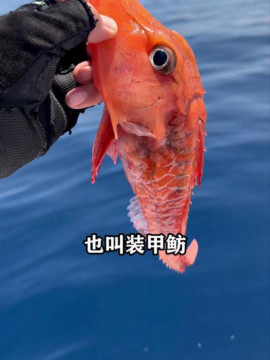 分享十六种不同的鱼，你知道哪些能吃吗？#鱼##鱼类##科普#