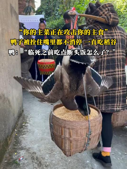 “你的主菜正在攻击你的主食”鸭子被拴住嘴里都不消停一直吃稻谷
