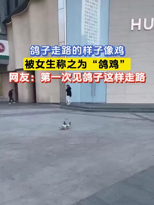 鸽子走路的样子像鸡,被女生称之为“鸽鸡”