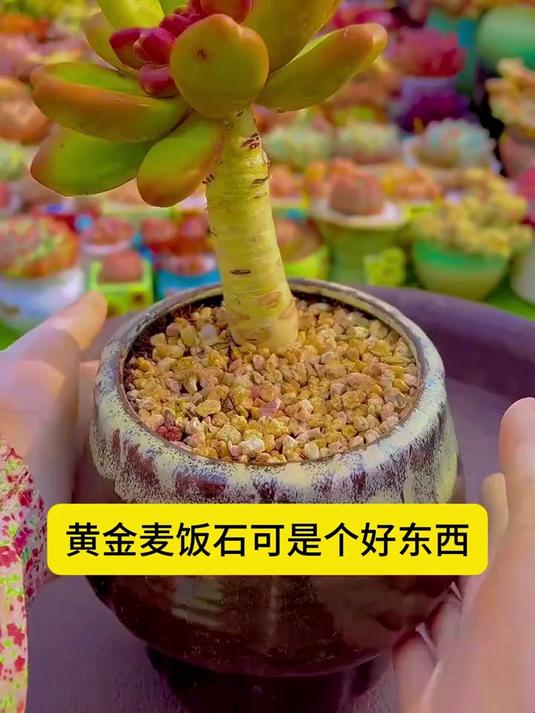 养多肉必备的宝藏,它是多肉的“守护神”,浇再多水也不怕烂根!