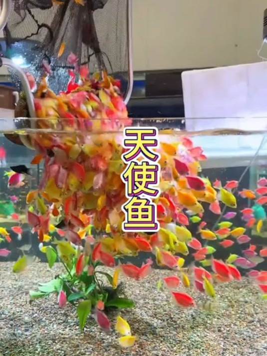 养天使鱼在鱼缸 如迷你花园搬进家 美翻啦