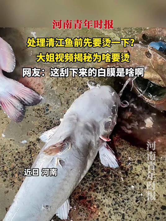 处理清江鱼前先要烫一下？大姐视频揭秘为啥要烫，网友：这刮下来的白膜是啥啊