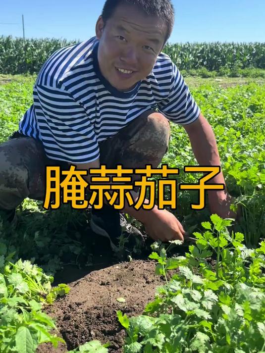 腌蒜茄子小技巧这么腌的蒜茄子好吃又好放