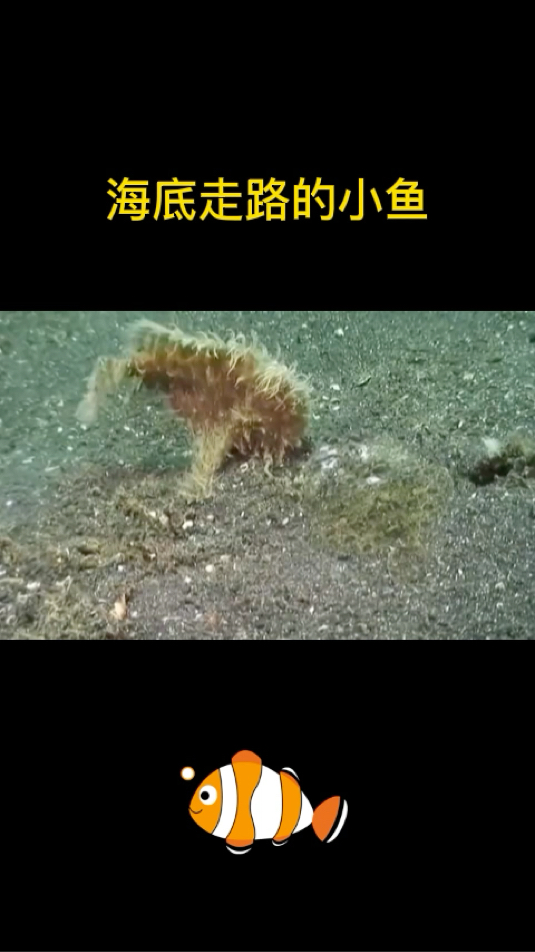 海底走路的小鱼太有趣了!