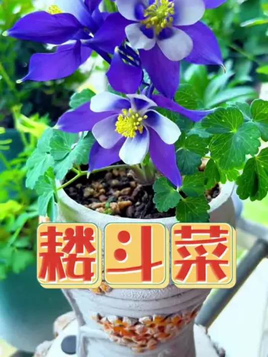 颜值超哇塞的耧斗菜,名字却很难听,咋回事?