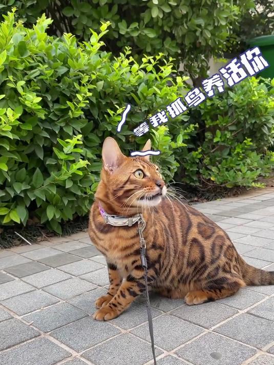 这只肌肉猛猫真的让我又爱又恨