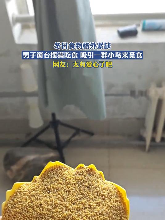 冬日食物格外紧缺,男子窗台摆满吃食,吸引一群小鸟来觅食