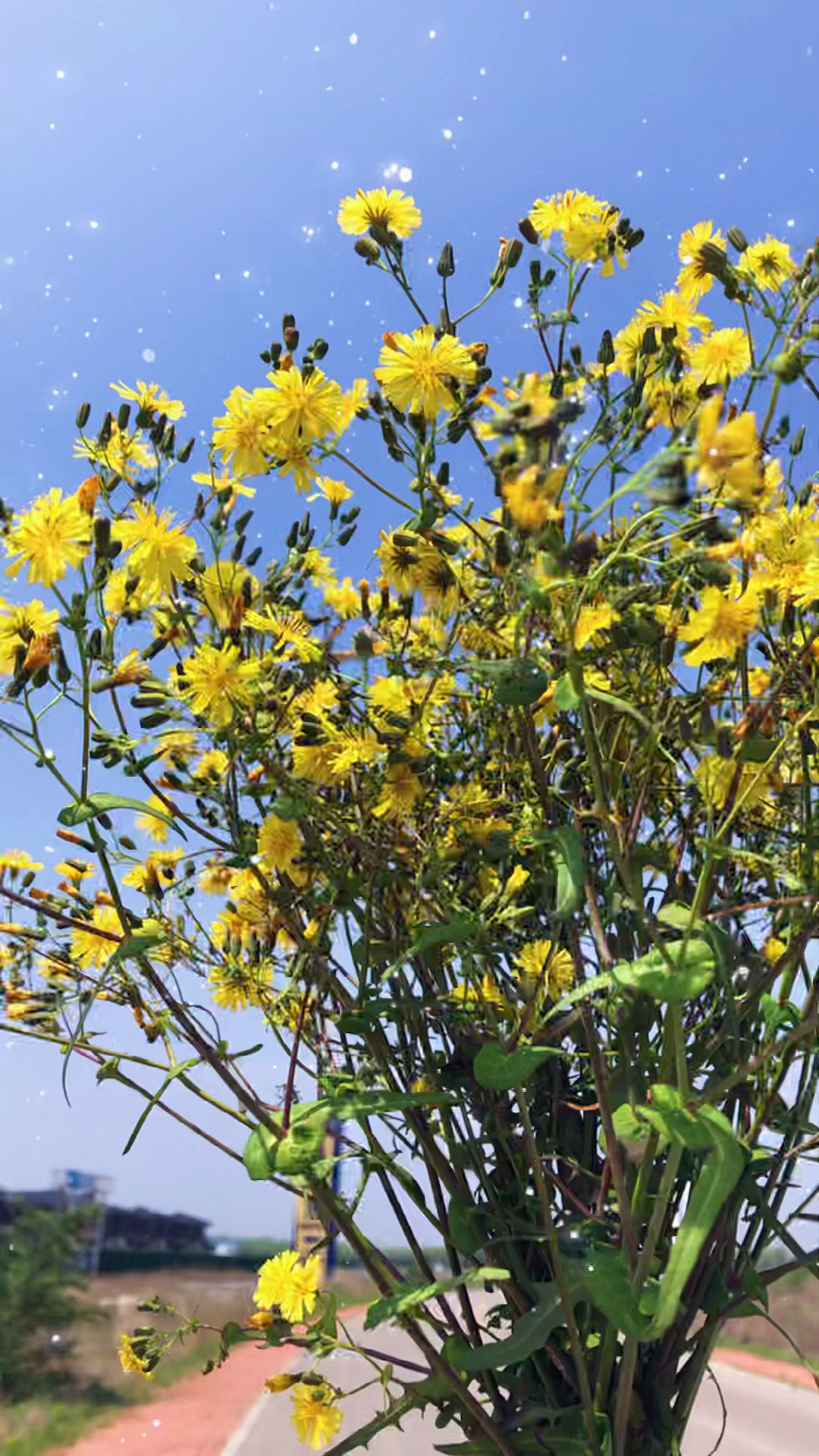 苦菜花也是花,苦菜的花开在树林下,树林下仿佛没有一朵花,但分明你满眼都是她