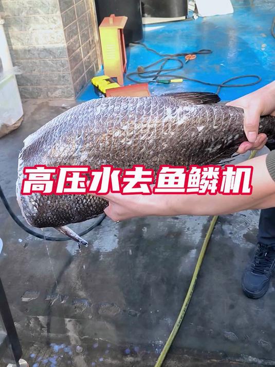 高压水去鱼鳞机,高压水喷射去鳞360度无死角