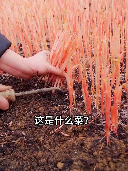 认识100种蔬菜,你都吃过几种?#优质视频激励计划#