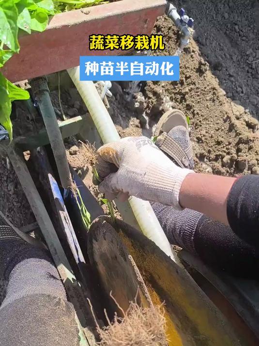 蔬菜移栽机 种苗半自动化