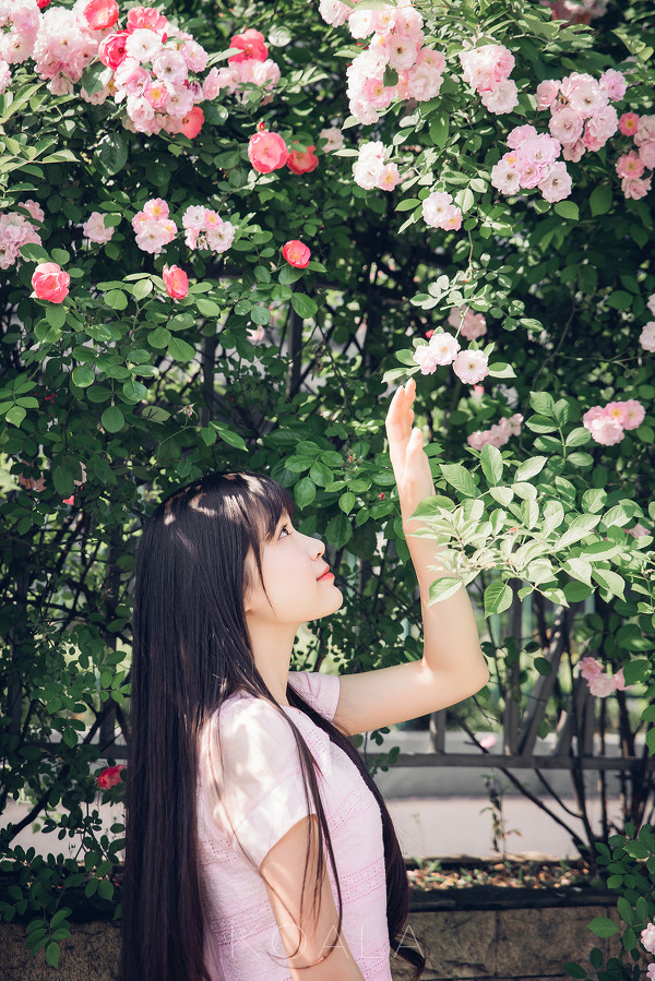 图片[8]-Blooming rose-六色网