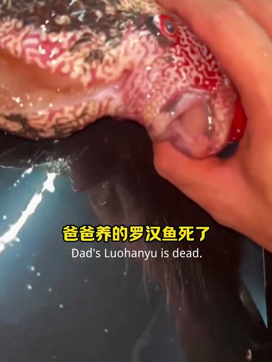 这条鱼长什么模样