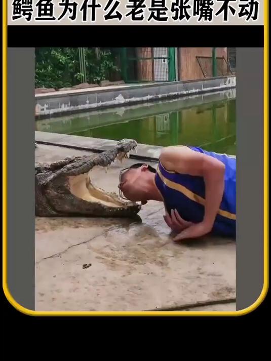 鳄鱼为什么老是张嘴不动