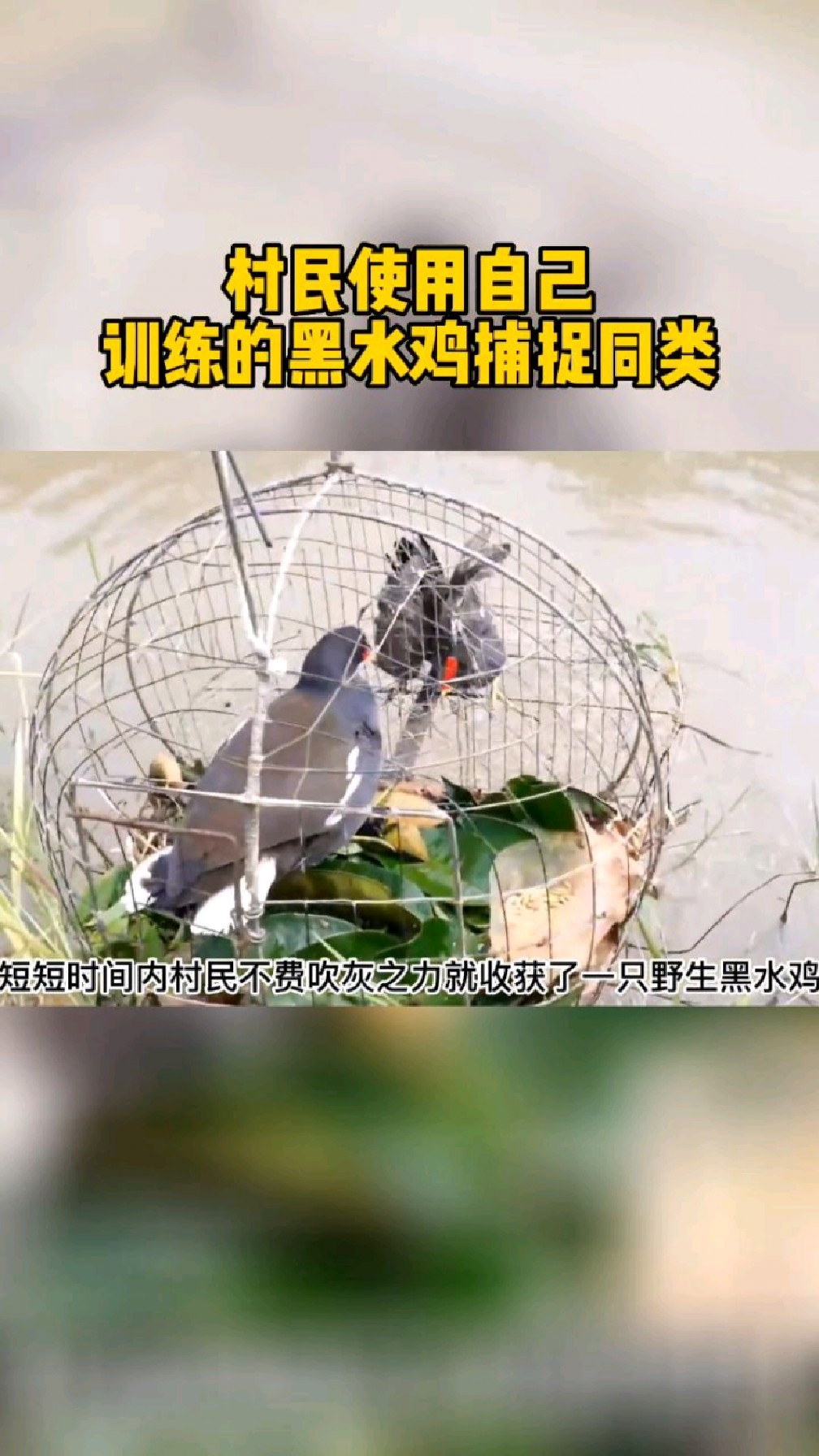 村民使用自己训练的黑水鸡来捕捉同类