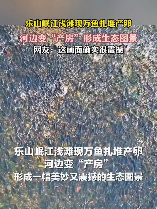 乐山岷江浅滩现万鱼扎堆产卵,河边变“产房”形成生态图景